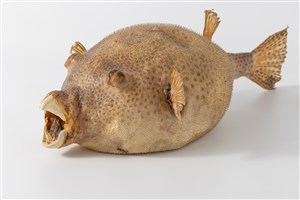 Image description is not available for 2023.2.2